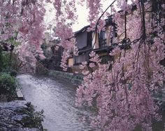 pink flowers blooming on the trees next to a river