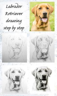 the labrador retriever drawing step by step guide