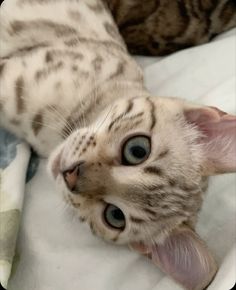 a cat laying on top of a bed with it's tongue out and eyes wide open