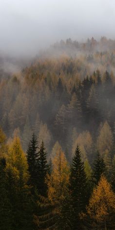 foggy forest with trees in the foreground and yellow foliage on the far side