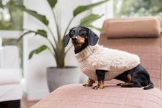 a small dog wearing a sweater on top of a couch