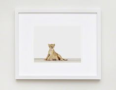 a framed photograph of a lion cub sitting on the ground in front of a white wall