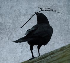 a black bird standing on top of a hill next to a tree branch in the sky