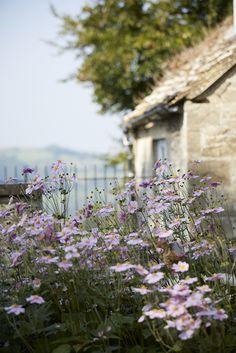 purple flowers in front of an old stone building