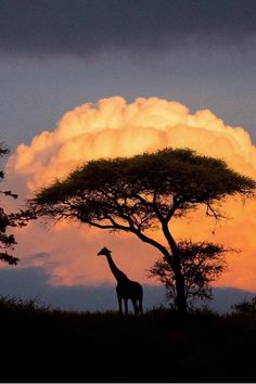 a giraffe standing in front of a tree under a cloudy sky at sunset