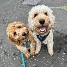 two dogs sitting on the ground with their leashes tied to them and looking at the camera