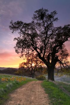 a dirt road leading to a tree at sunset