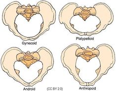 four stages of the pelvical system, including an occupant and gyropidus