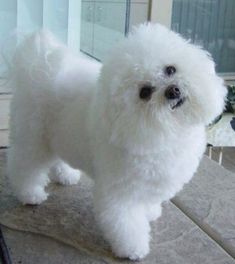 a small white dog standing on top of a table next to a glass door and window