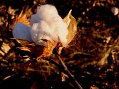 a cotton plant with some white flowers in the foreground and brown grass behind it