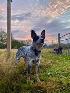 a dog standing on top of a lush green field