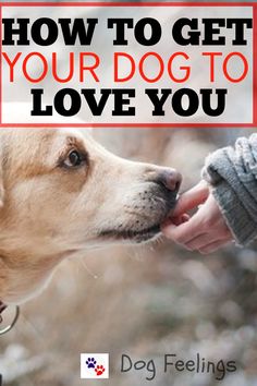 a dog is being petted by its owner with the caption how to get your dog to love you