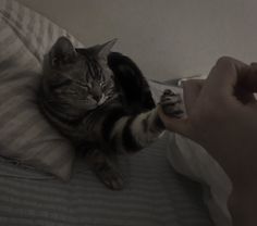 a cat laying on top of a bed next to a person holding a remote control