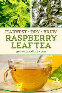 a glass cup filled with raspberry leaf tea