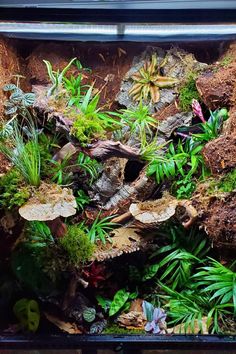 an aquarium filled with lots of plants and rocks