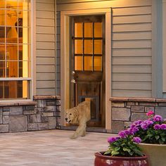 a dog that is standing in front of a door