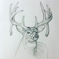 a drawing of a deer with antlers on it's head