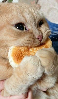 an orange cat is chewing on a stuffed animal with it's paw in its mouth