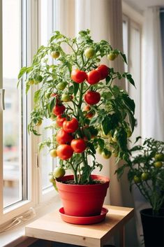 a potted tomato plant sitting on top of a wooden table next to a window