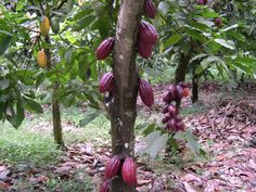 the fruit is growing on the tree in the forest