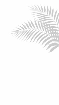 the shadow of a palm tree leaves on a white background with space for your text