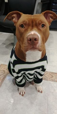 a brown and white dog wearing a sweater