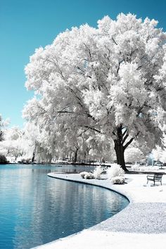 a large white tree sitting next to a lake in the middle of snow covered ground