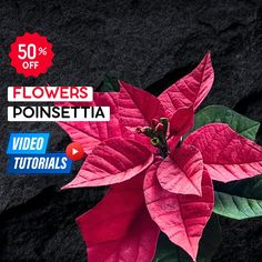 ✅ Detailed foam flower templates & video tutorial on making foam poinsettia (with subtitles in English). ❤️ Come to see OVER 100 video tutorials & templates https://www.etsy.com/shop/ArtFlowersSchool for making giant flowers and small realistic foam flowers. ❗️ This video tutorial is only for creating foam flowers (not paper flowers, not isolon flowers). 🔻 Note. This is a DIGITAL download and no physical product will be shipped. As soon as your order is completed, you will automatically be sent an email with a link to the Etsy download page, where you can download a PDF file with a link to a video tutorial. The video is NOT for resale or distribution. Isolon Flowers, Eva Foam Flowers, Foam Flower, Flower Artificial, Flowers Tutorial, Diy Videos Tutorials, Flower Paper, Poinsettia Flower, Flowers Handmade