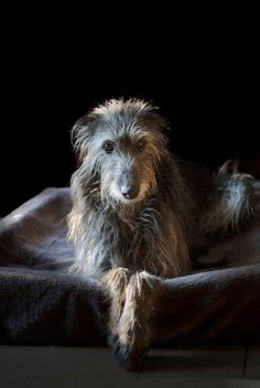 a dog sitting on top of a bed in the middle of dark room with black background