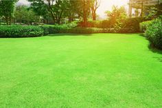 a green lawn with bushes and trees in the background