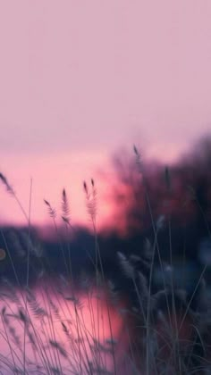 the sun is setting behind some tall grass and water in front of a body of water