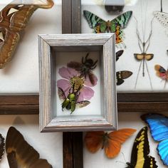 a group of butterflies are hanging in a frame