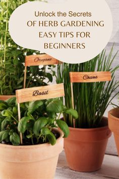 several potted plants with the words unlock the secrets of herb gardening easy tips for beginners