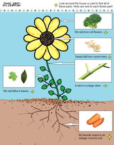 the parts of a flower are shown in this diagram, and it is labeled with pictures