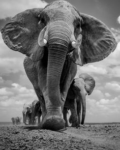 an elephant is standing in the dirt with other elephants behind it on a cloudy day