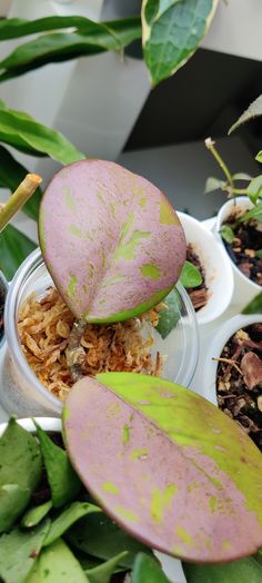 some plants that have been splattered with green paint and dirt in their pots