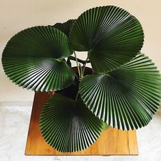 a large green plant sitting on top of a wooden table