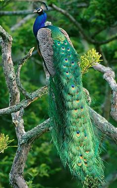 a peacock is sitting on a tree branch