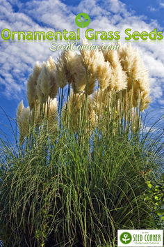 Ornamental Grass Seeds Ornamental Grass, Urban Gardens, Subtle Beauty, Prairie Style, Coastal Landscape, Ornamental Grasses, Grasses, Urban Garden