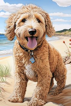 Cute pencil drawn golden doodle puppy at the beach, sitting on the sand with the ocean in the background and fluffy green sea grass next to him. Cute Goldendoodle, Goldendoodle Art, Dogs Painting, Flower On Head, Birthday Illustration, Beach Tattoo, Golden Doodle