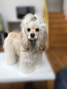 a small white dog standing on top of a table