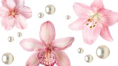 pink flowers and pearls are arranged on a white background, with water droplets around them