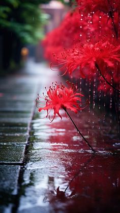 red flowers in the rain on a rainy day