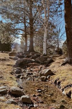 a stream running through a forest filled with lots of trees