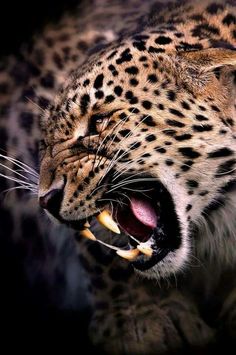 a leopard with its mouth open and it's teeth wide open