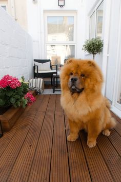 a brown dog standing on top of a wooden deck