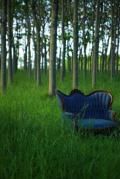 a blue bench sitting in the middle of a forest filled with tall grass and trees