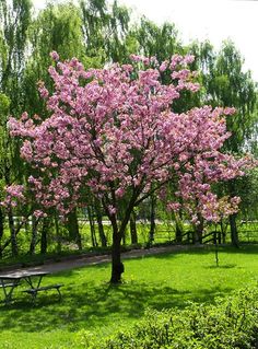 a tree with pink flowers in the middle of a grassy area next to a park bench