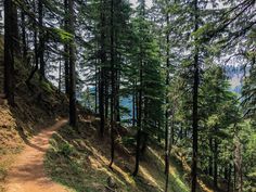 a trail in the woods with trees on both sides and water at the far end