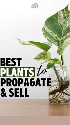 a plant in a vase with the words best plants to propagate and sell